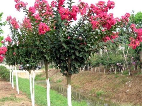 大花紫薇生長速度|大葉紫薇Lagetstroemia speciosa